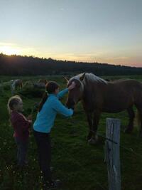 les chevaux les chevaux